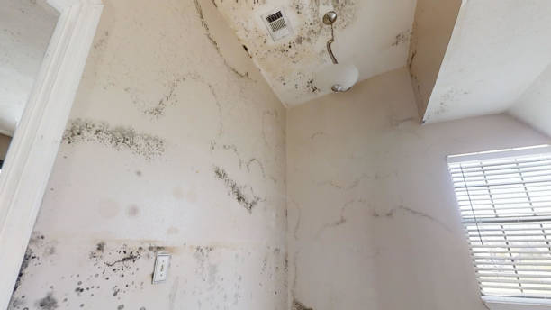 Best Forensic Mold Investigation  in Bloomingdale, NJ