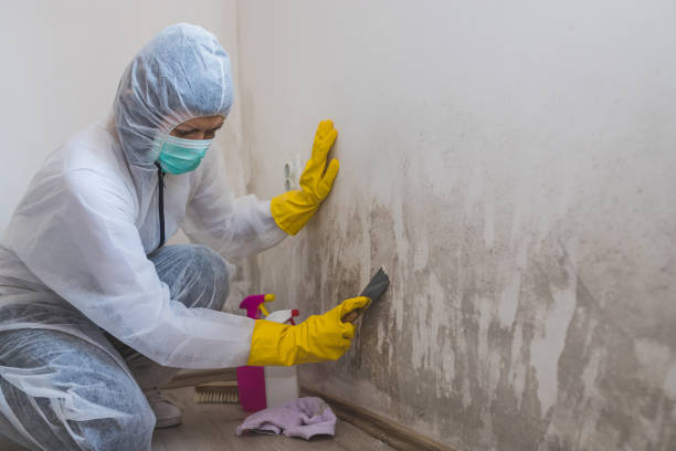 Best Environmental Consulting for Mold Prevention  in Bloomingdale, NJ