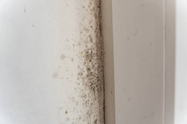 Professional Mold Removal in Bloomingdale, NJ